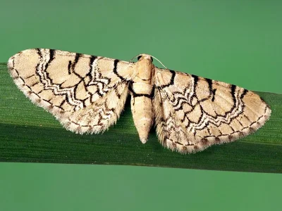 Eupithecia venosata