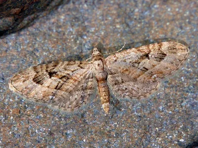 Eupithecia pusillata