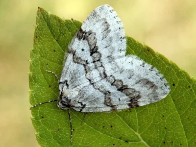 Epirrita autumnata