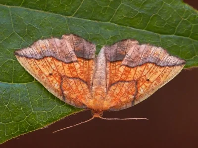 Epione repandaria
