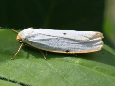 Cybosia mesomella