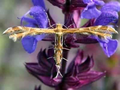 Oxyptilus pilosellae