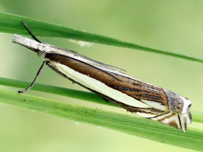 Crambus pascuella