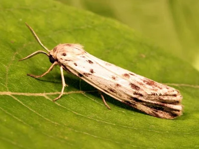 Coscinia cribraria