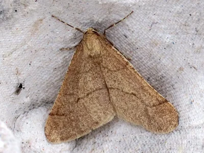 Erannis ankeraria