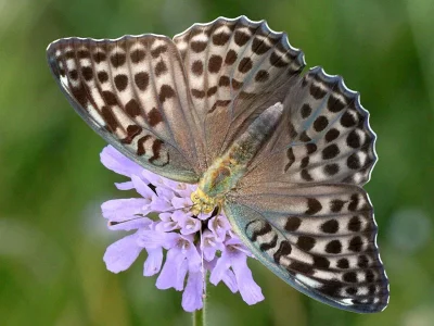 Argynnis (Argynnis) paphia