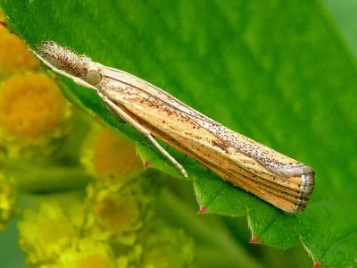 Agriphila inquinatella