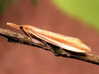 Donacaula mucronella