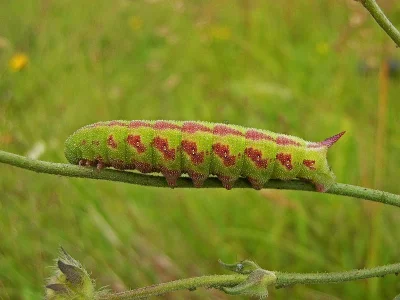 Hemaris (Eitschbergera) tityus