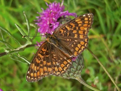 Melitaea phoebe
