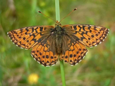 Boloria (Boloria) aquilonaris
