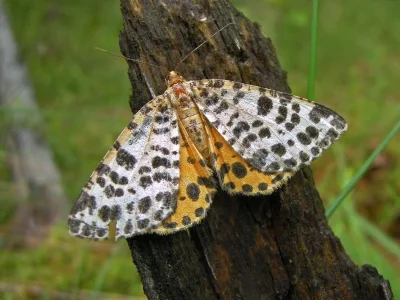 Arichanna melanaria
