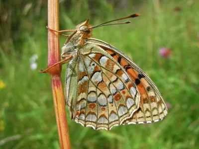Argynnis (Fabriciana) niobe
