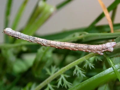 Aspitates (Aspitates) gilvaria