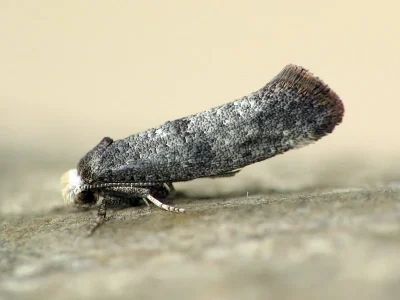 Swammerdamia pyrella