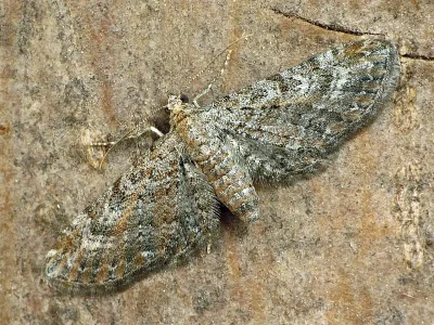 Eupithecia millefoliata