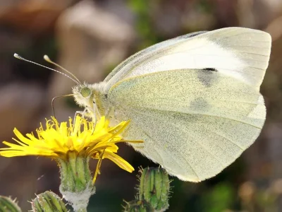 Pieris (Pieris) brassicae
