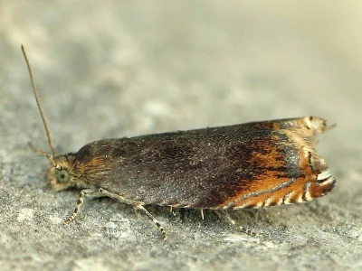 Ancylis upupana