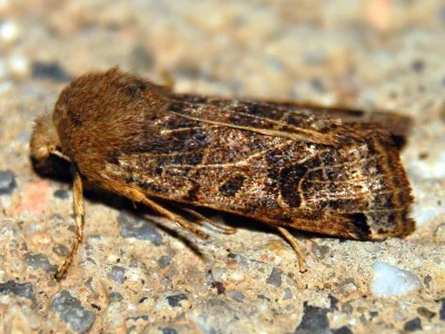 Agrochola (Anchoscelis) lunosa