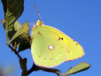 Colias croceus