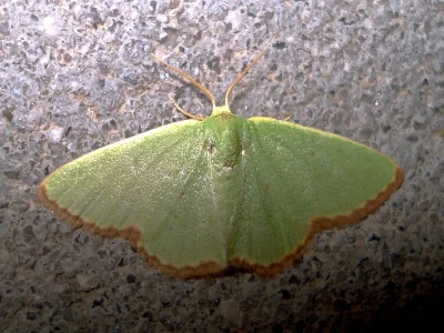Eucrostes indigenata