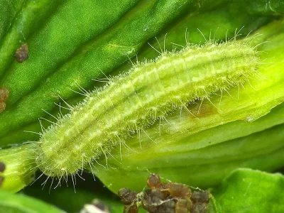 Stenoptilia graphodactyla