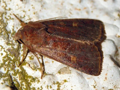 Xestia (Xestia) xanthographa