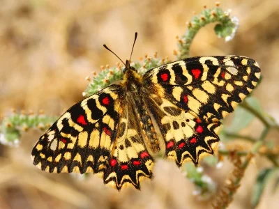 Zerynthia (Zerynthia) rumina