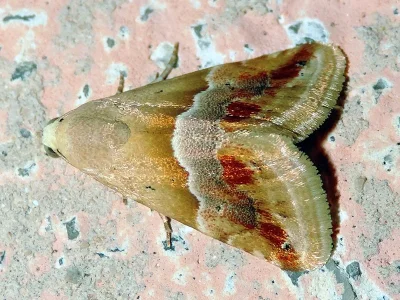Eublemma (Eublemma) parva