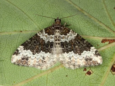Xanthorhoe oxybiata