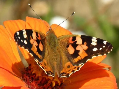 Vanessa cardui