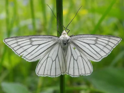 Siona lineata