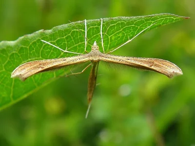 Stenoptilia pterodactyla