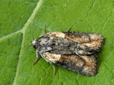 Bryophila (Bryoleuca) raptricula
