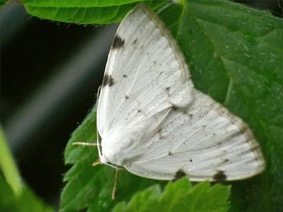 Lomographa bimaculata