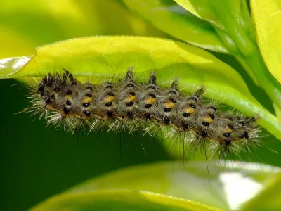 Phragmatobia fuliginosa