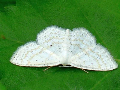 Scopula (Ustocidalia) immutata