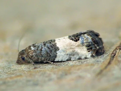 Spilonota ocellana