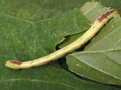 Electrophaes corylata