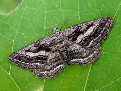 Rhoptria asperaria