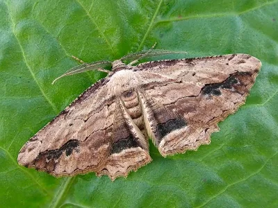 Menophra abruptaria