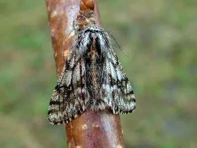 Lycia pomonaria