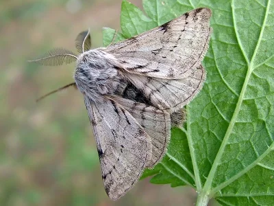 Lycia florentina