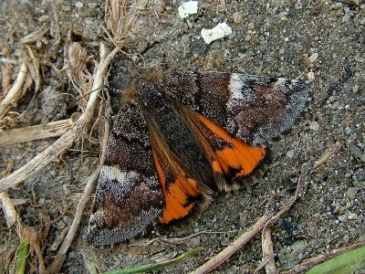 Archiearis parthenias