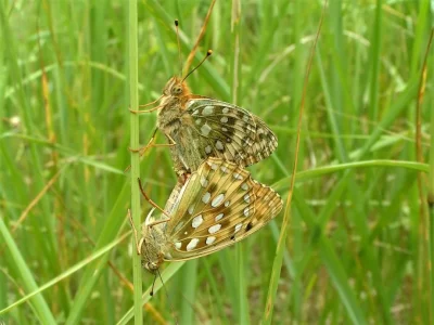 Argynnis (Speyeria) aglaja