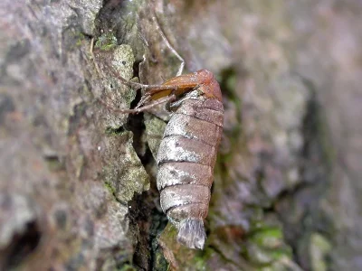 Alsophila aescularia