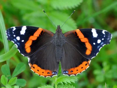 Vanessa atalanta