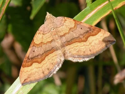 Scotopteryx chenopodiata