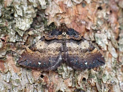 Earophila badiata