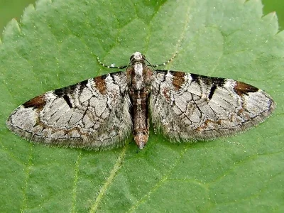 Eupithecia insigniata